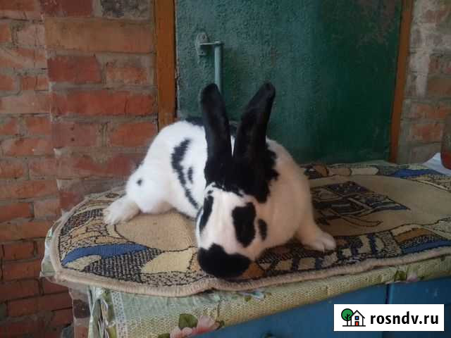 Строкачи Фастовецкая - изображение 1