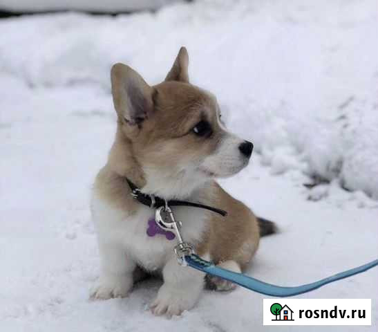 Выгул собак Киров - изображение 1