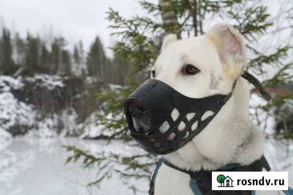 Намордники для средних и крупных пород собак Отрадное - изображение 1