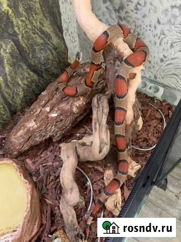 Королевская змея Краснодар - изображение 1