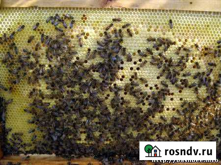 Пчелопакеты Омск - изображение 1