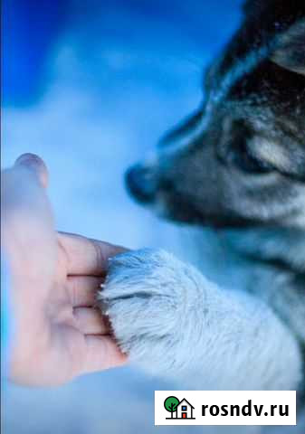 Ваш фотограф Красноярск - изображение 1