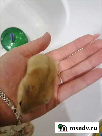 Джунгарики Ачинск - изображение 1