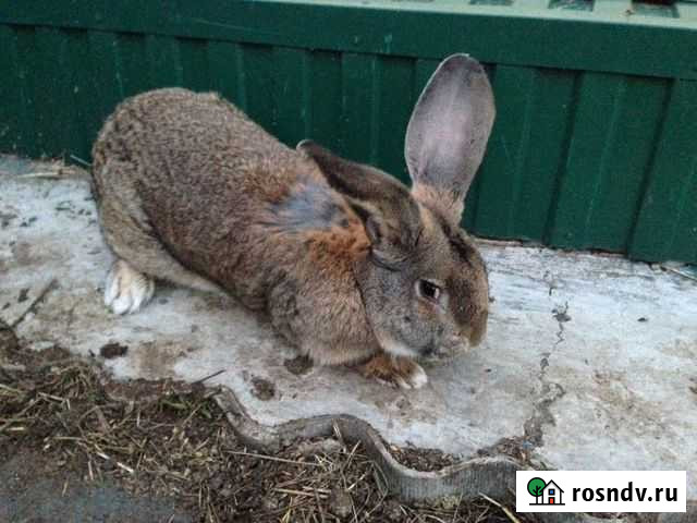 Самец кролик Ризен Рузаевка - изображение 1
