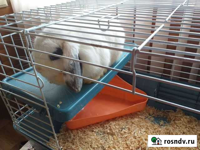 Кролик с клеткой Зональная Станция - изображение 1