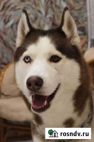 Хаски для вязки Воронеж - изображение 1