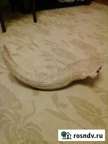 Продам рог ископаемого Бизона Кукуштан - изображение 1