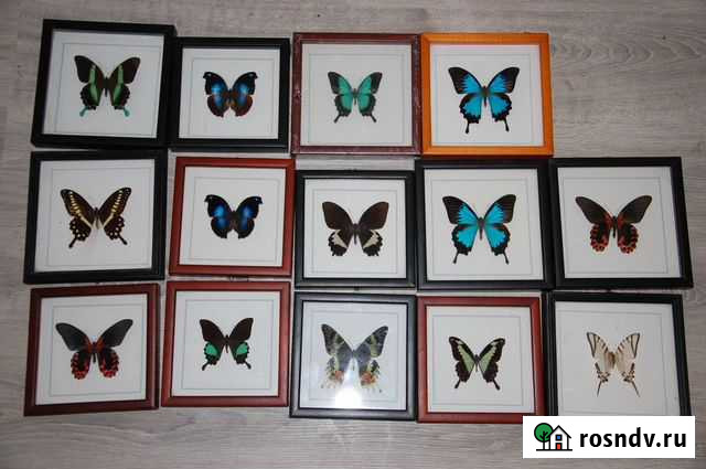 Бабочки в рамках Симферополь - изображение 1