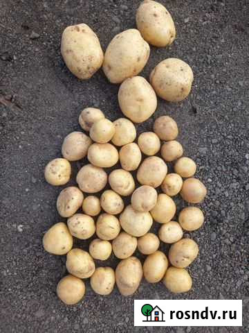 Семенной и крупный картофель Хлевное - изображение 1
