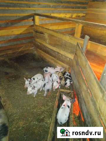 Поросята Дюрок Усолье-Сибирское - изображение 1