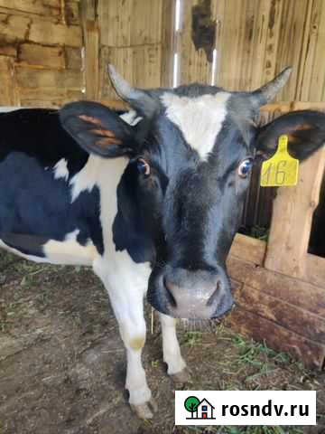 Продам телку 16 месяцев Черемхово - изображение 1