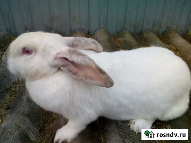 Кролики девочки Шахты - изображение 1