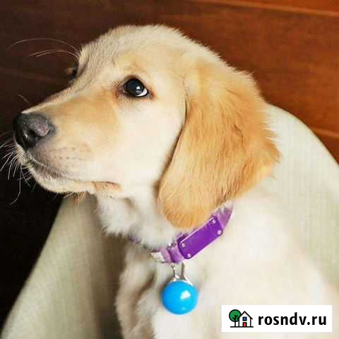 Брелок светодиодный на ошейник рюкзак куртку Сосновый Бор - изображение 1