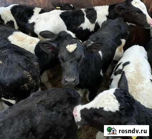 Продаем телят, от 1 месяца Павловская - изображение 1