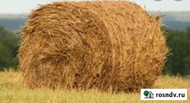Сено в тюках и россыпью Михайловское - изображение 1