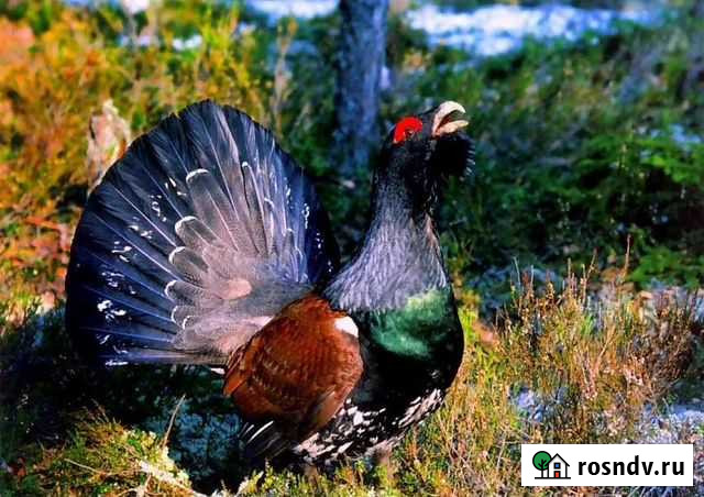 Охотничьи угодья Усть-Илимск - изображение 1