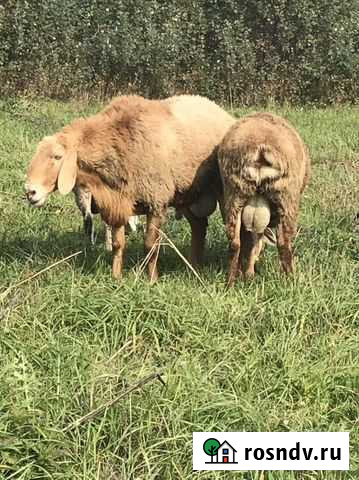 Овцы и бараны Белореченск - изображение 1