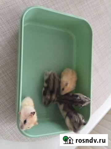 Джунгарики продам Краснообск Краснообск - изображение 1