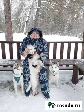 Выгул собак Челябинск - изображение 1
