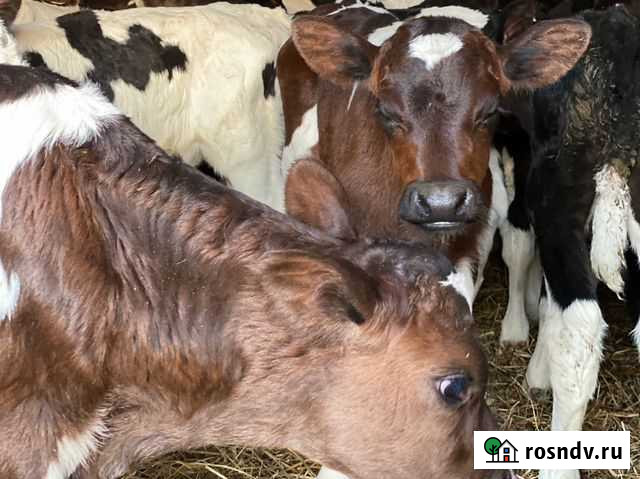 Бычки Чамзинка - изображение 1