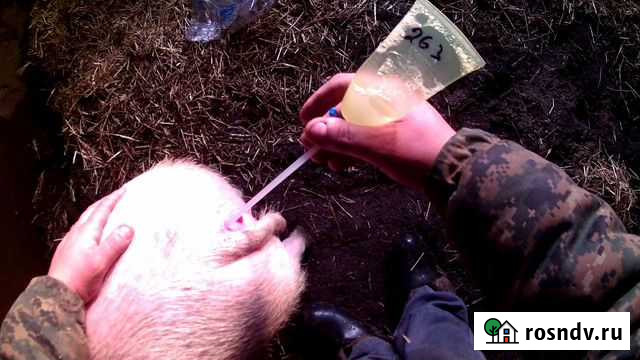 Семя хряка Сальск - изображение 1