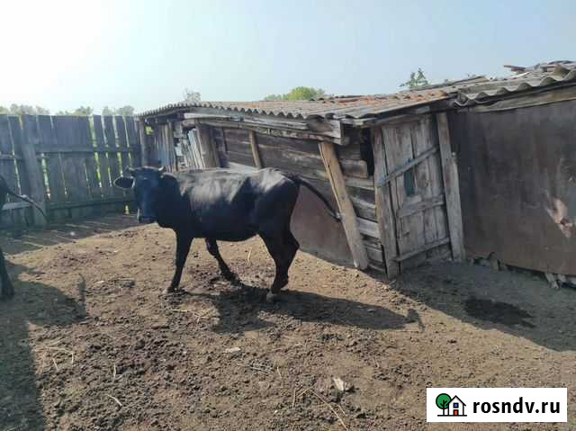 Продам нетель, овец Новоселезнево - изображение 1