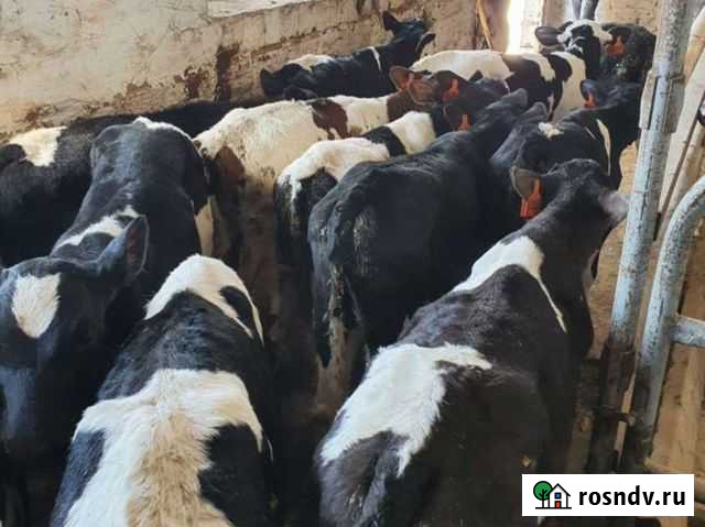 Телята бычки Саратов - изображение 1