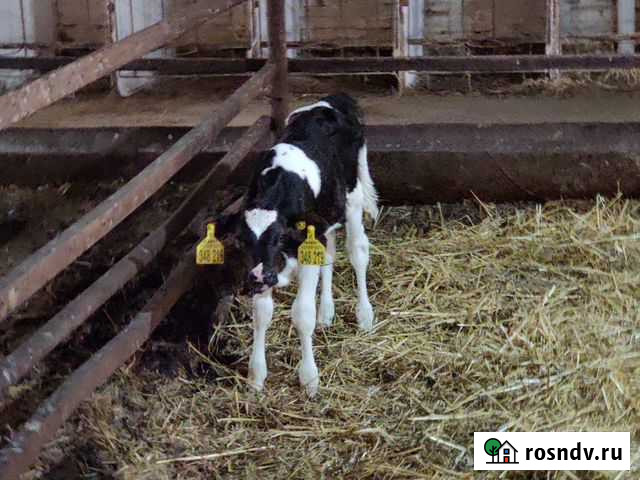 Телята, быки Камень-на-Оби - изображение 1