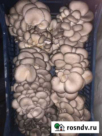 Продам готовый бизнес, грибное производство Майкоп - изображение 1