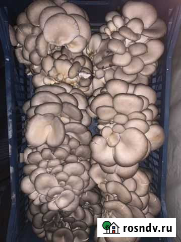 Продам готовый бизнес, грибное производство Майкоп - изображение 1