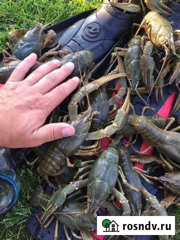 Раки Рыба Крабы Рязань - изображение 1