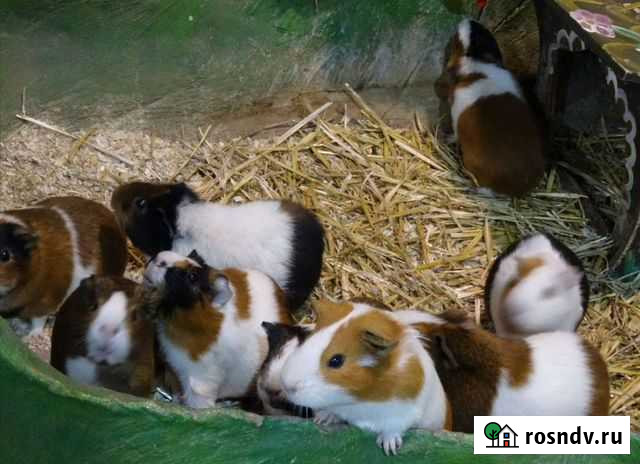 Морские свинки Славянск-на-Кубани - изображение 1