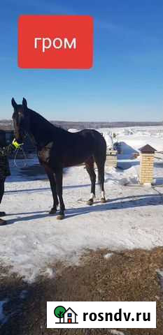 Продам лошадей (см. фото) Ачинск - изображение 1