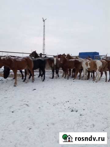 Лошади Омск - изображение 1