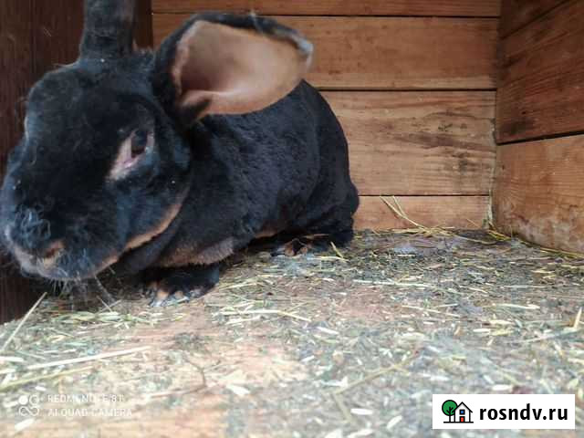 Кролики породы рекс черно огненные Калуга - изображение 1