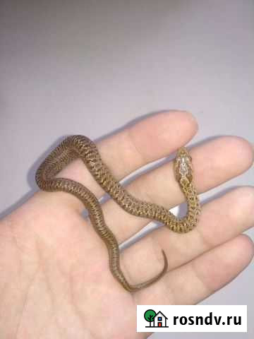 Змея/ полоз Комсомольск-на-Амуре - изображение 1