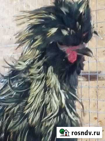 Племянной петух Липецк - изображение 1