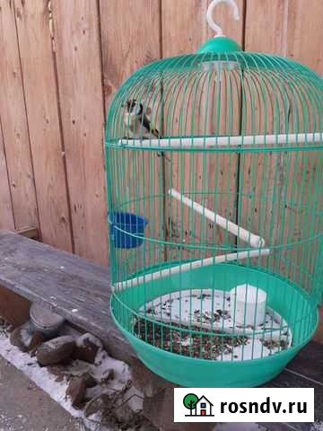 Птицы Снегири щеглы Бийск - изображение 1