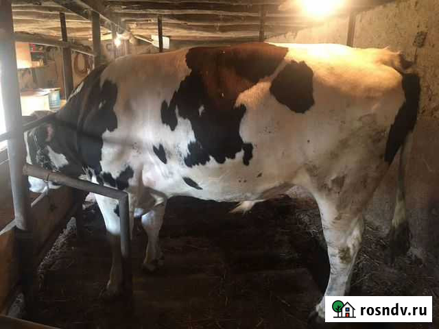 Корова Манаскент - изображение 1