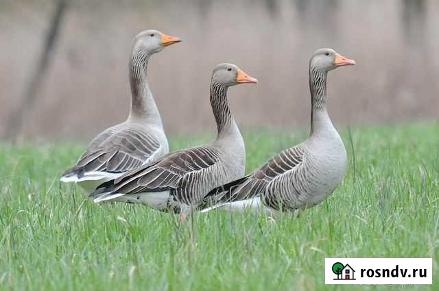 Гуси Ирбит - изображение 1