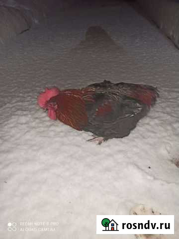 Петух маран Ногинск - изображение 1