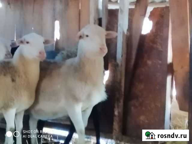 Дорпер белый Александровка - изображение 1