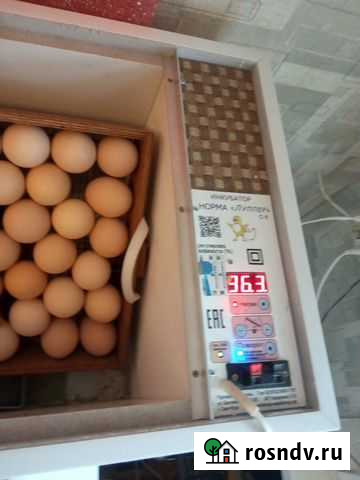 Инкубатор 72 яйца новый Иваново - изображение 1