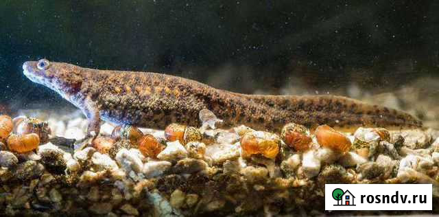 Тритон иглистый Челябинск - изображение 1