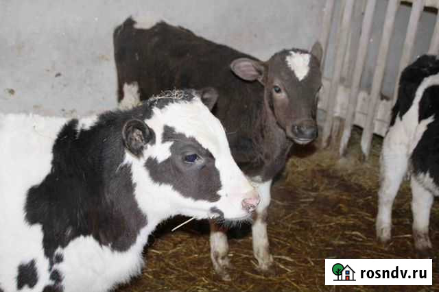 Телята подворные с доставкой Грязи - изображение 1