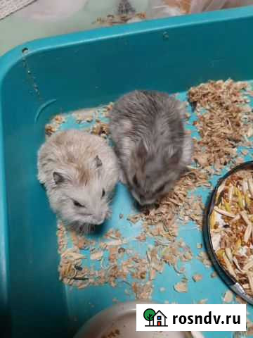 Джунгарский хомяк бесплатно Таганрог - изображение 1