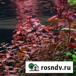 Аквариумные растения прополка Красногорск - изображение 1