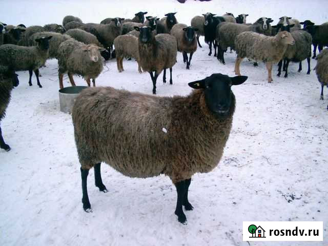 Овцы бараны ягнята Унеча - изображение 1