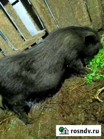 Вьетнамский вислобрюхий хряк Шахты - изображение 1