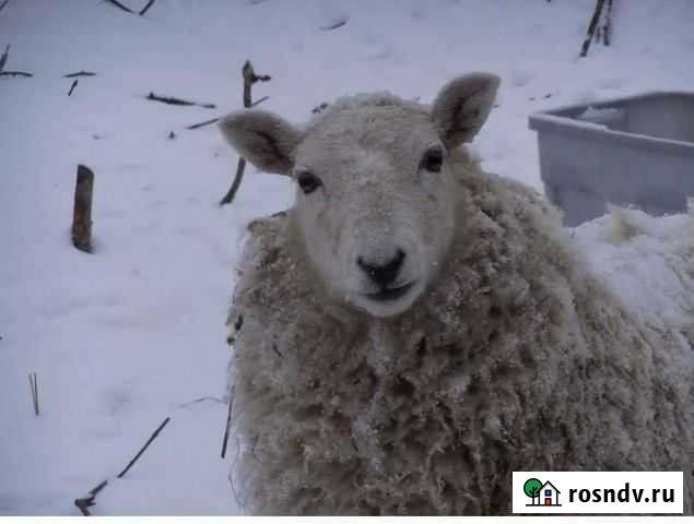 Баранина свежая Базарные Матаки - изображение 1